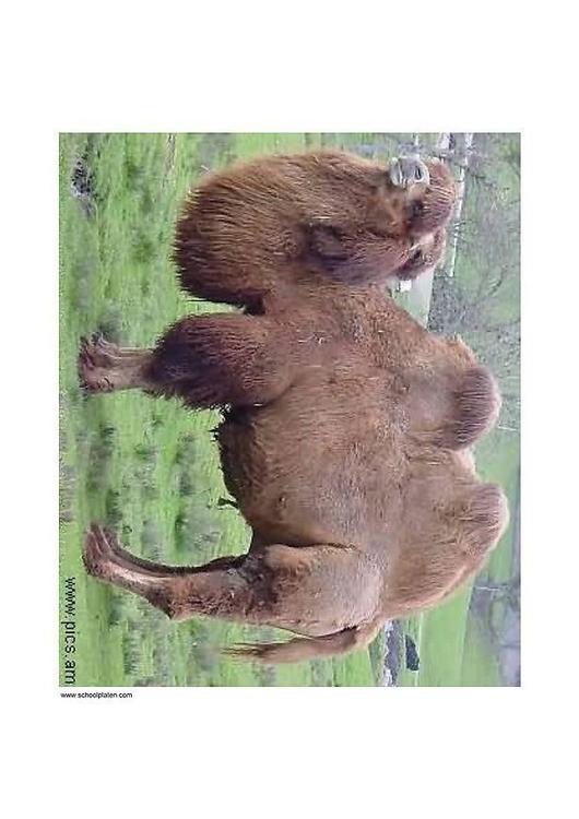 Camel