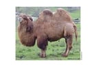 Photos Camel