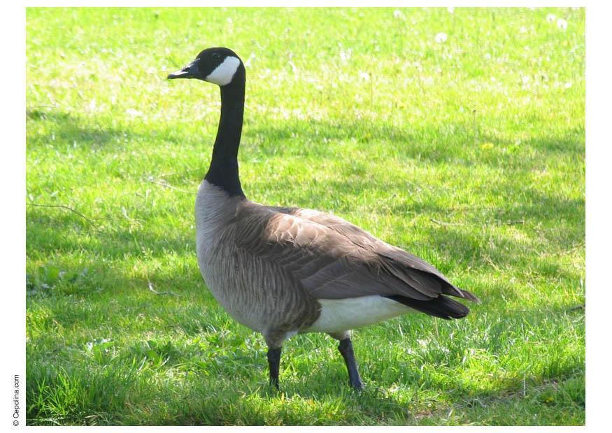 Photo canadian goose