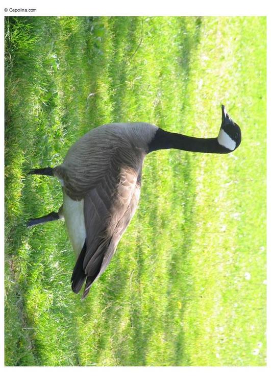 canadian goose