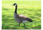 canadian goose