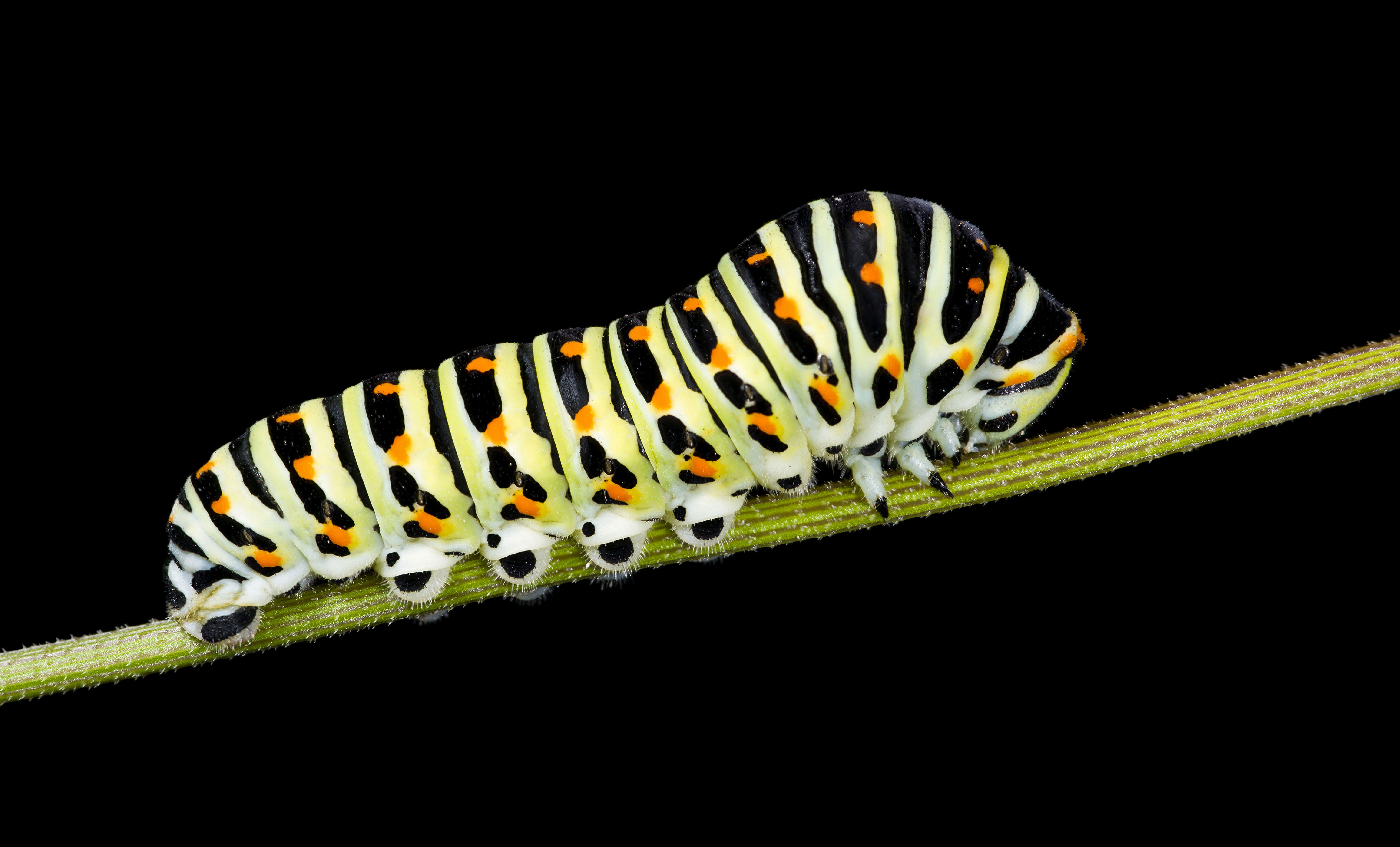 Photo caterpillar