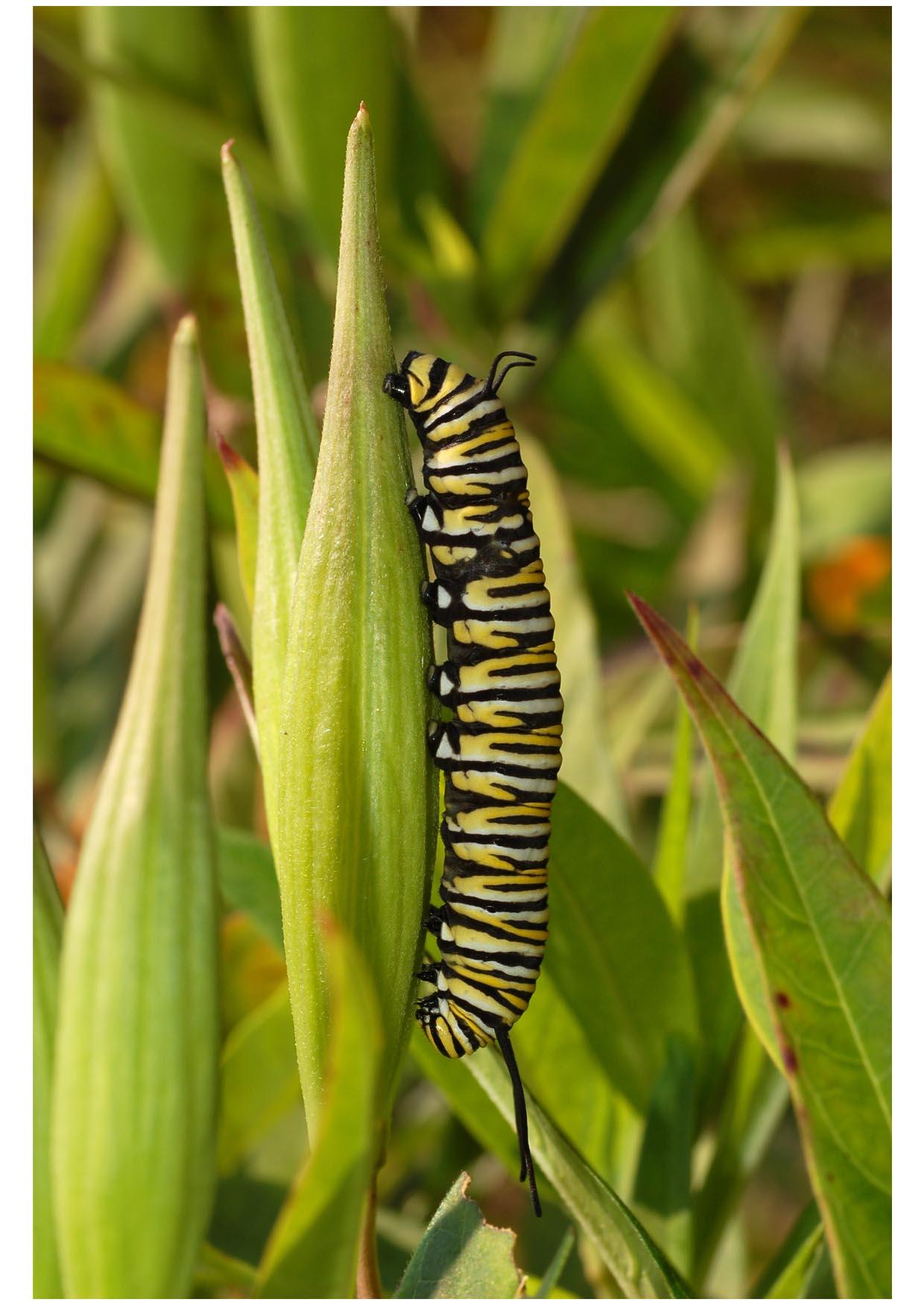Photo caterpillar monarch butterfly