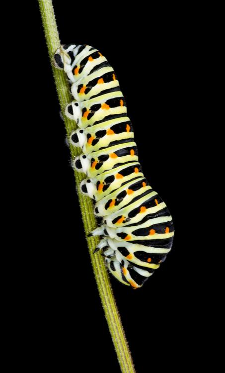 caterpillar