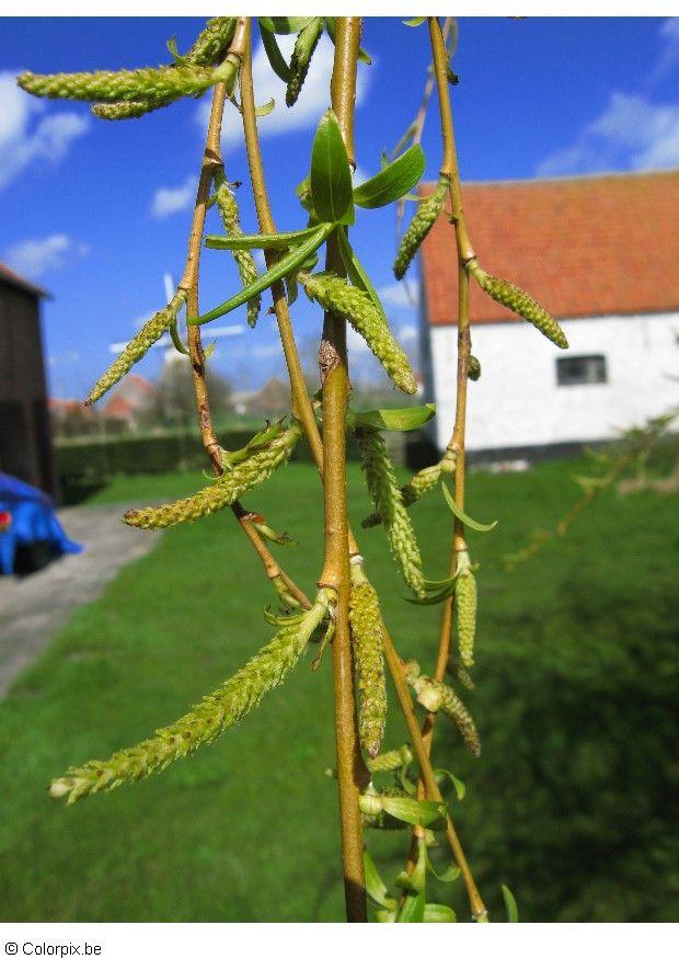 Photo catkins weeping willow