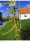 Photos catkins weeping willow