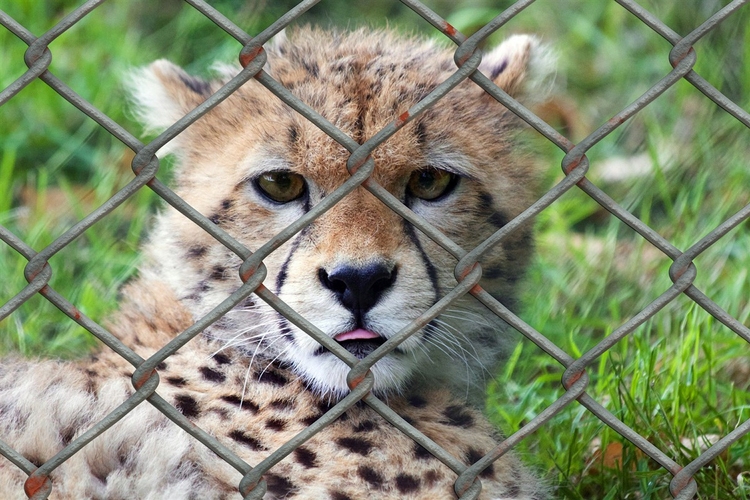 Photo cheetah in cage