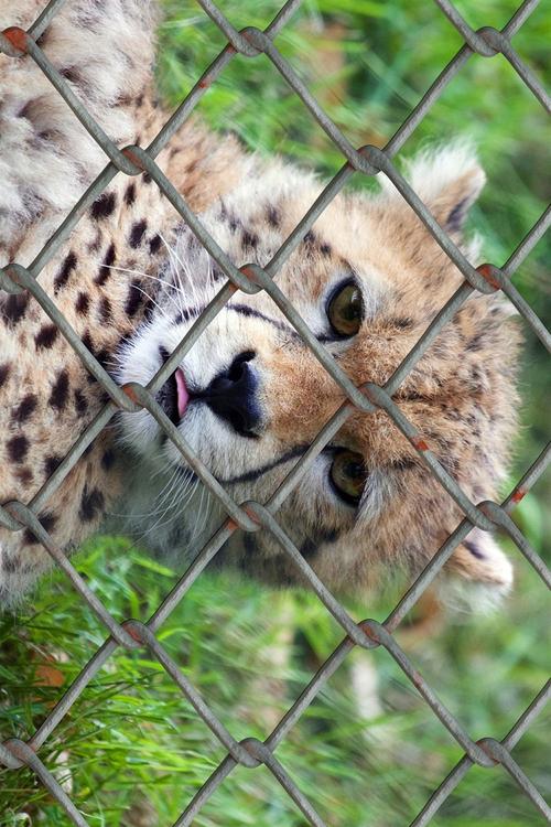 cheetah in cage
