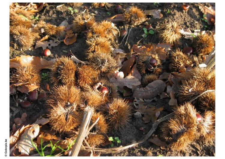 Photo chestnuts