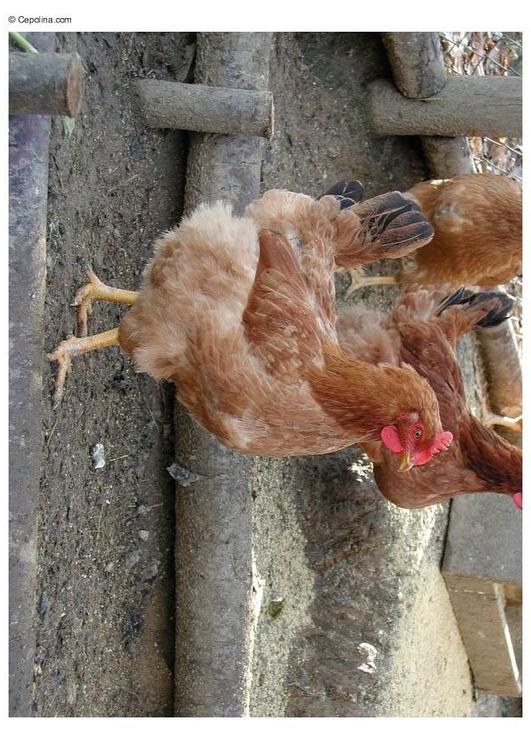 chicken 2