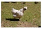 Photo chicken