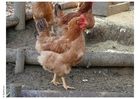 photo chicken 2