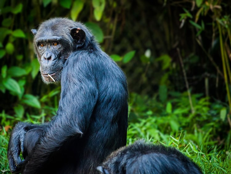 Photo chimpanzee