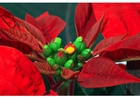 photo Christmas rose 2