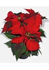 Christmas rose