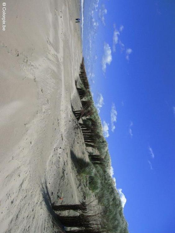 coast beach dunes