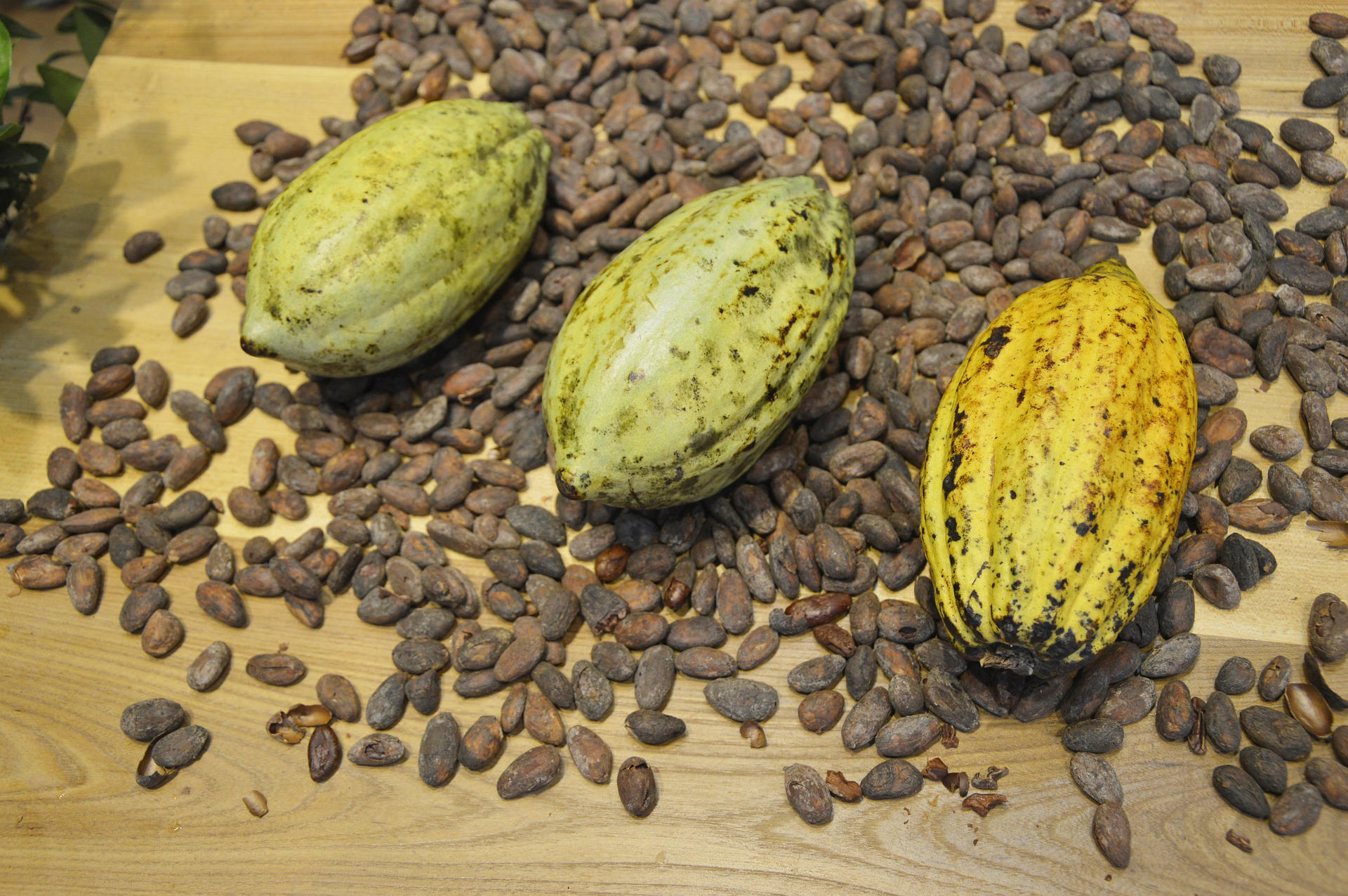 Photo cocoa beans
