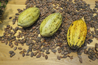 cocoa beans