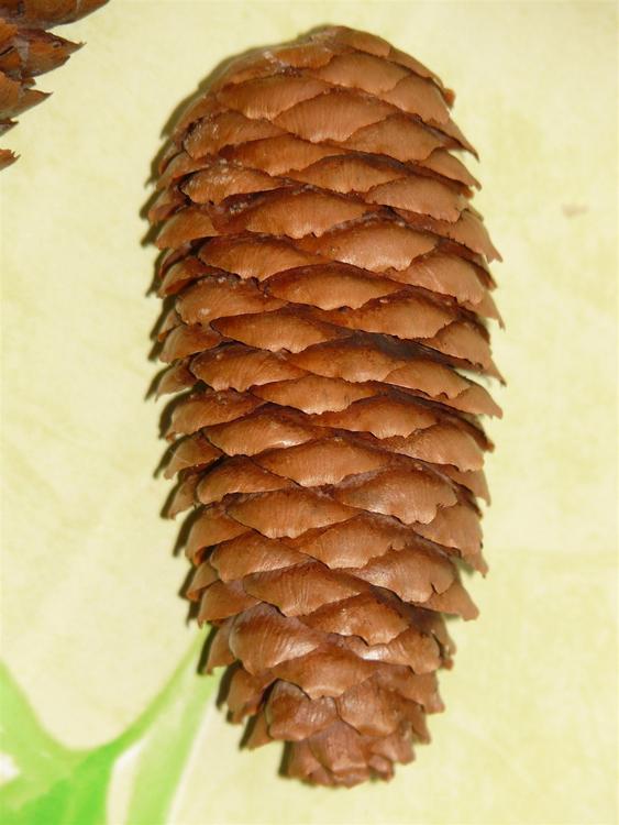 cone