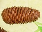 cone