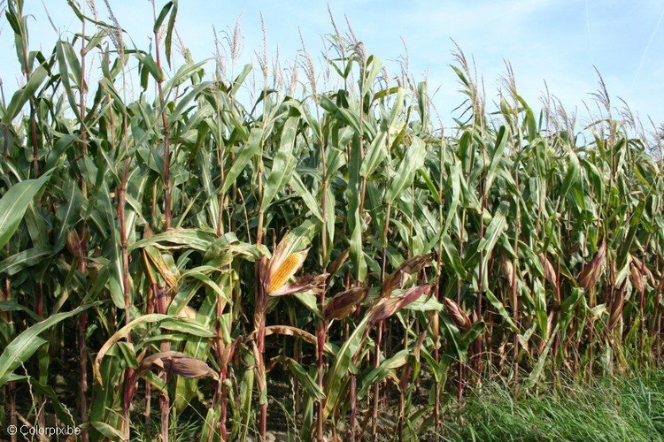 Photo corn