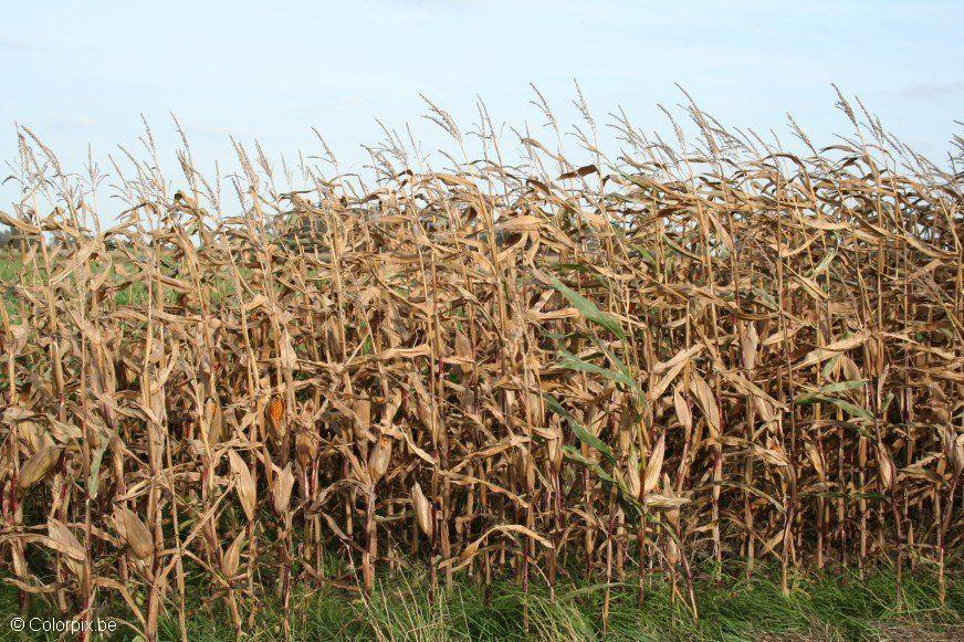 Photo corn field