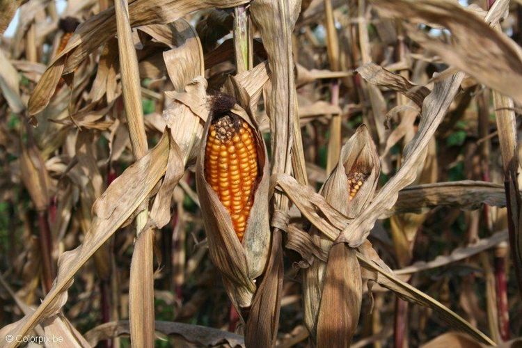 Photo corncob