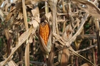 corncob