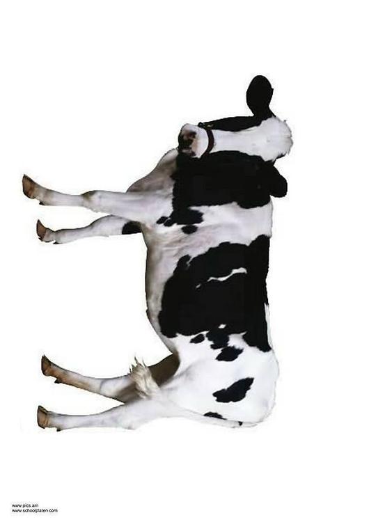 cow