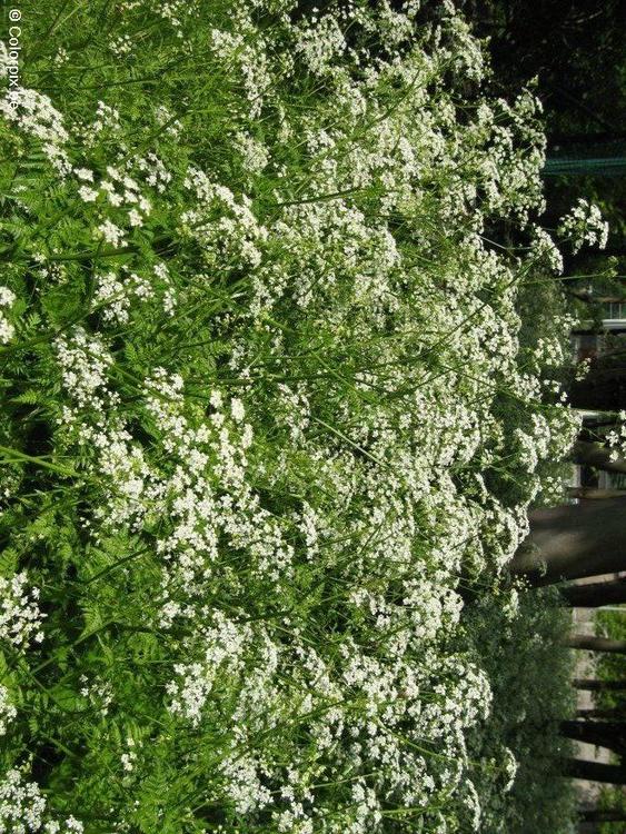 cow parsley 2