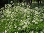 Photos cow parsley 2