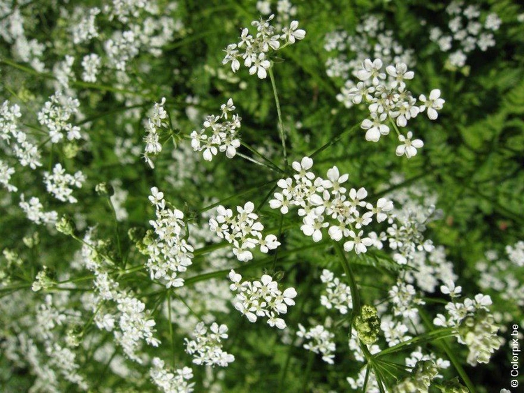 Photo cow parsley 3