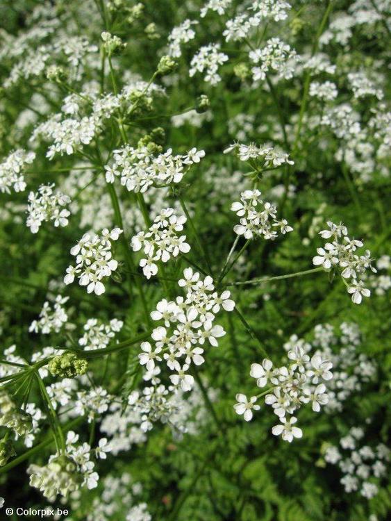 cow parsley 3