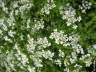 Photos cow parsley 3