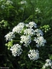 Photos cow parsley