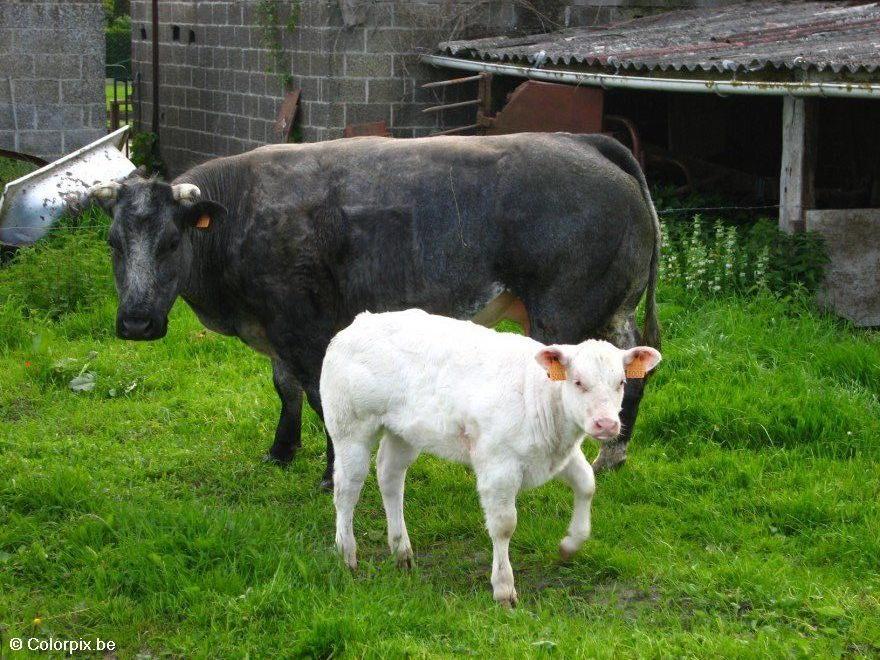 Photo cow with calf