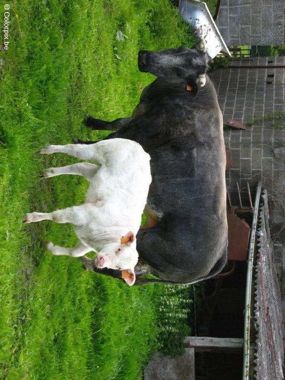 cow with calf