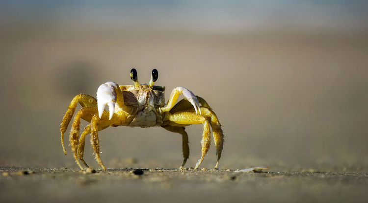 Photo crab