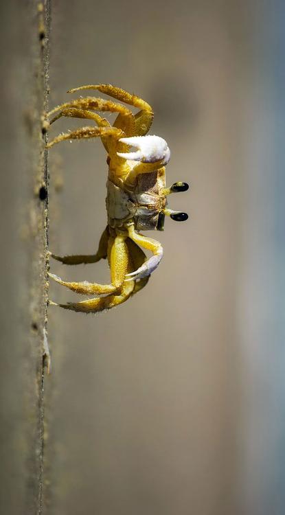 crab