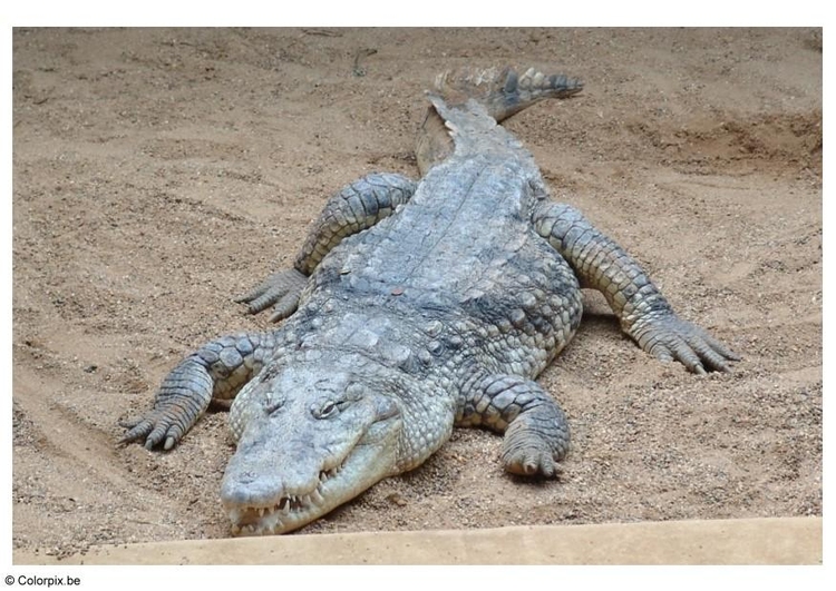 Photo crocodile