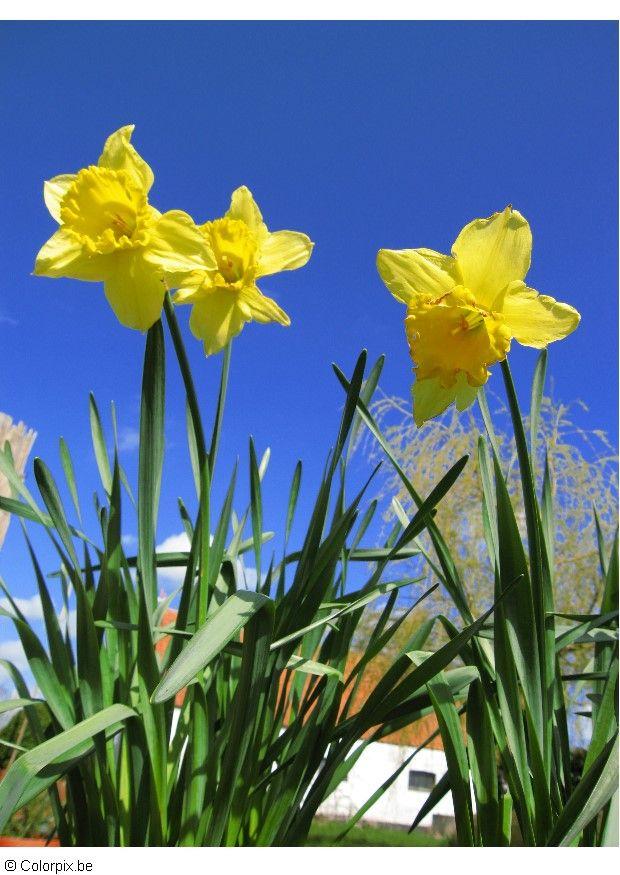 Photo daffodils