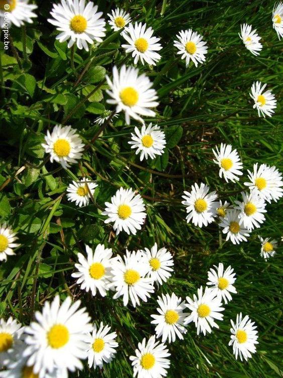 daisies 1