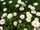 Photo daisies 1