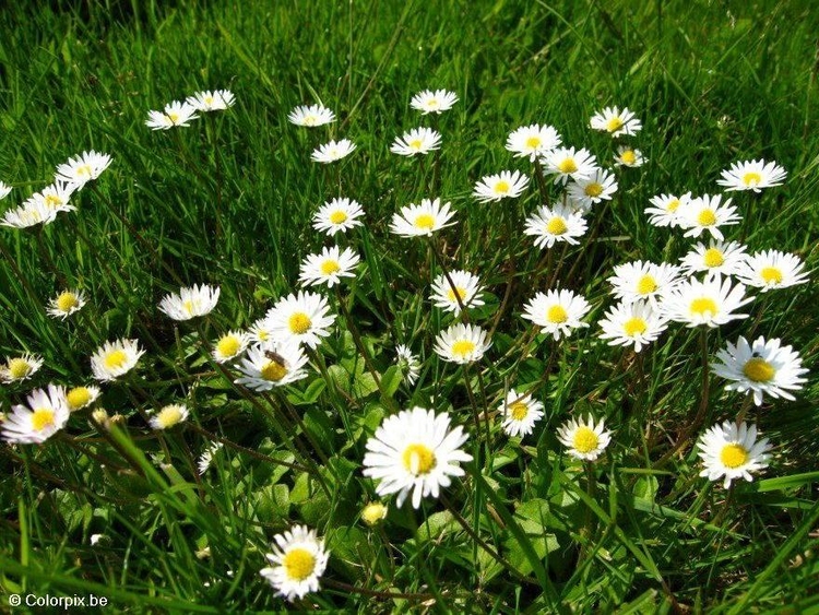 Photo daisies 2