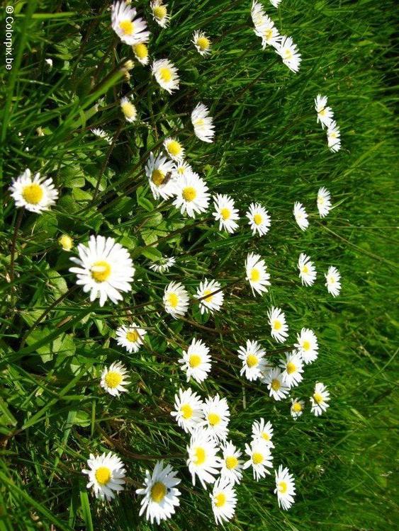 daisies 2