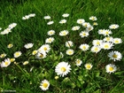 daisies 2