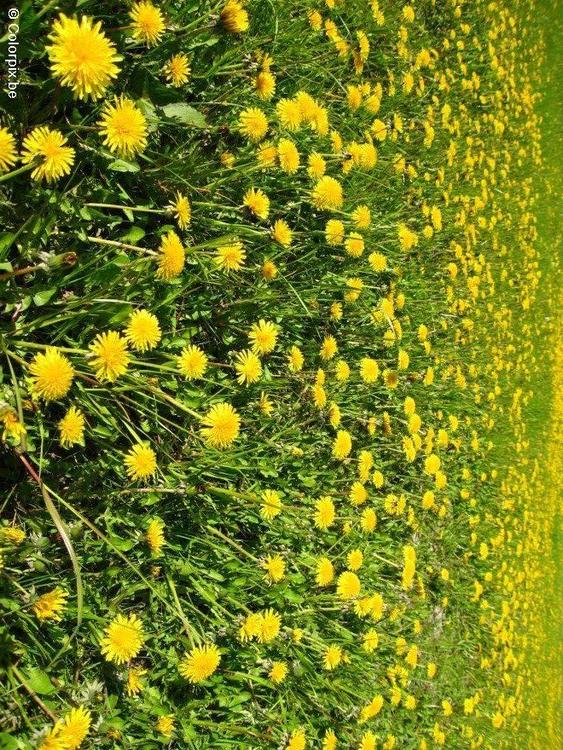 dandelion 1