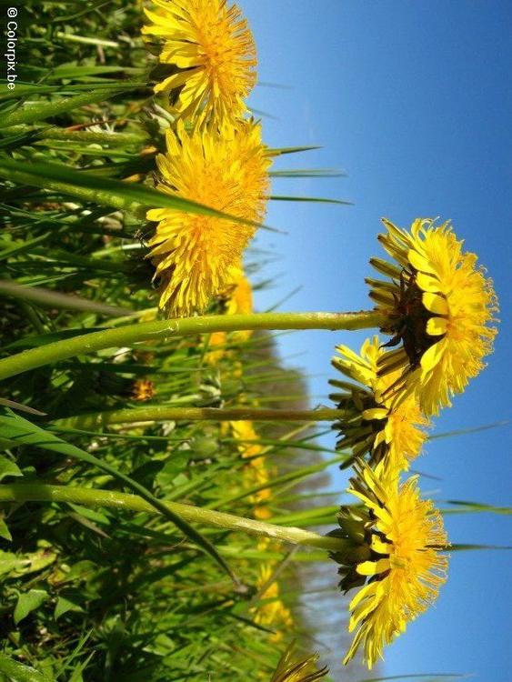 dandelion 10