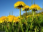 Photo dandelion 10