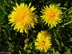 Photo dandelion 2